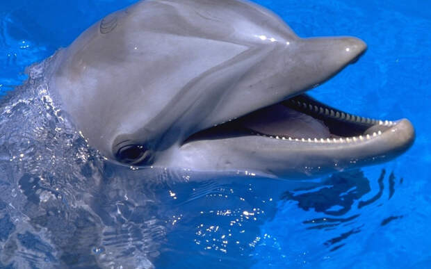 Большой дельфин (5,2) животные, интеллект, разум