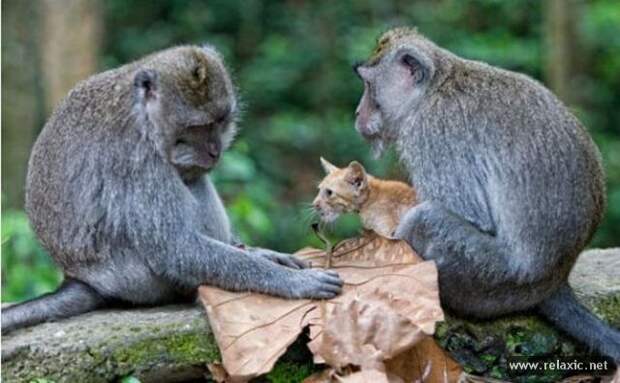 funny_animals_062