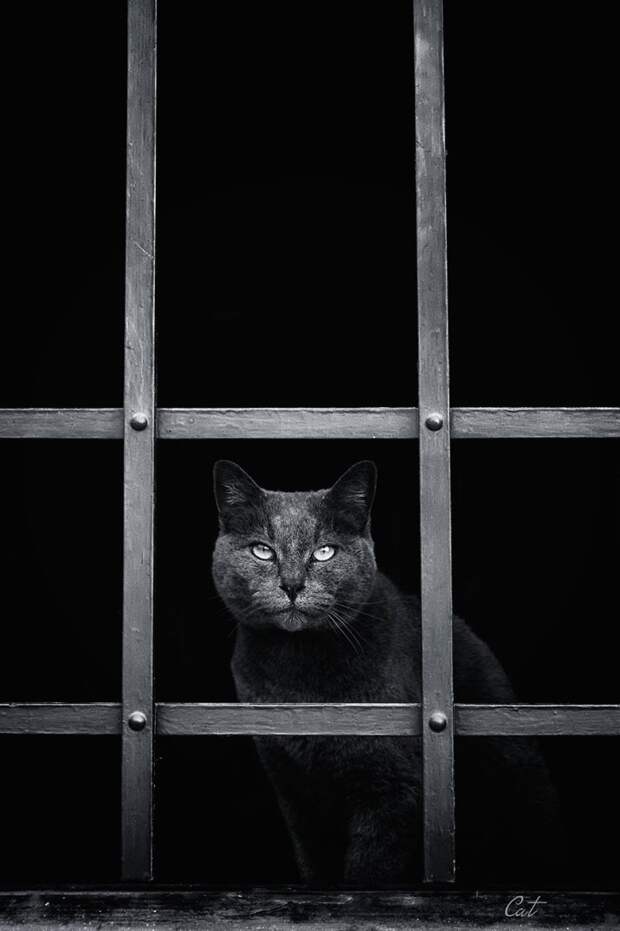 меланхоличные коты ждут хозяина у окна (17)