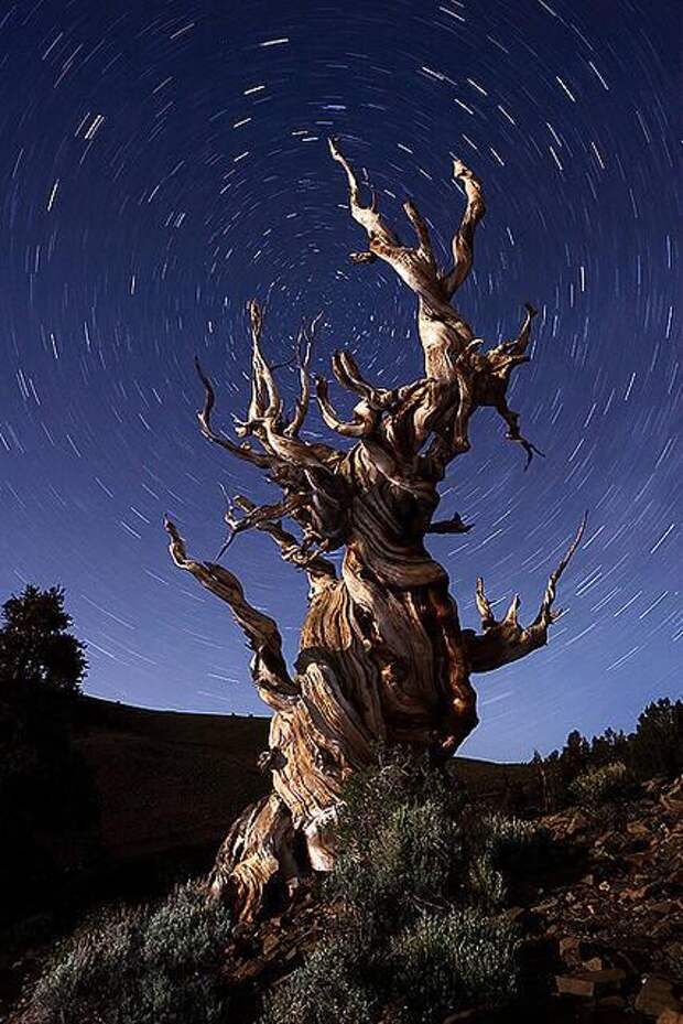 Живописные сухие деревья 