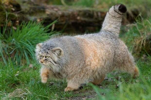 manul