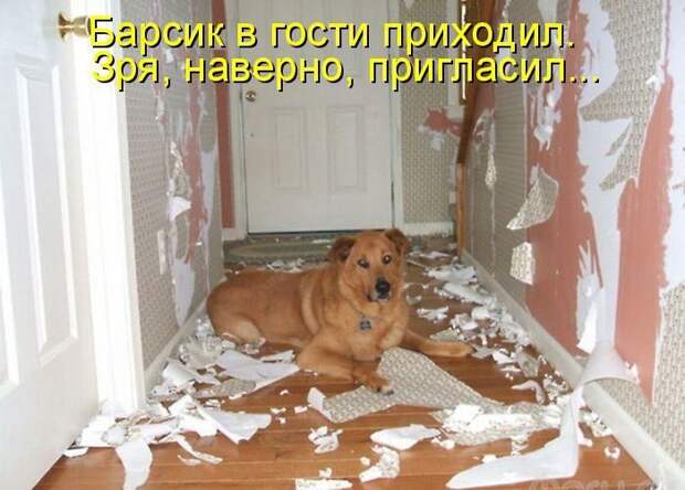 Лучшие котоматрицы недели  