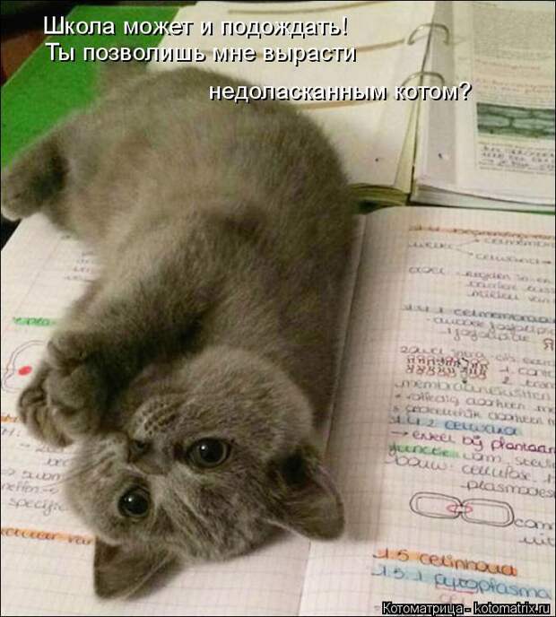 Котоматрица: Школа может и подождать! Ты позволишь мне вырасти  недоласканным котом?