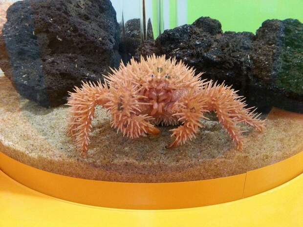 kartinok-veselyh-interesnyh-kartinki-smeshnye-kartinki-fotoprikoly kartinok-veselyh-interesnyh-kartinki-smeshnye-kartinki-fotoprikoly