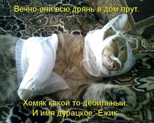 Котоматрица Котоматрица