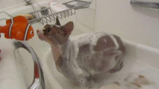 Неправильные коты  вода, кот