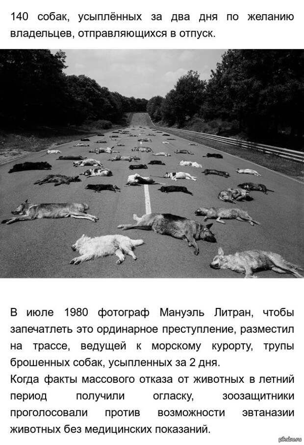 Жертвы отпусков... 