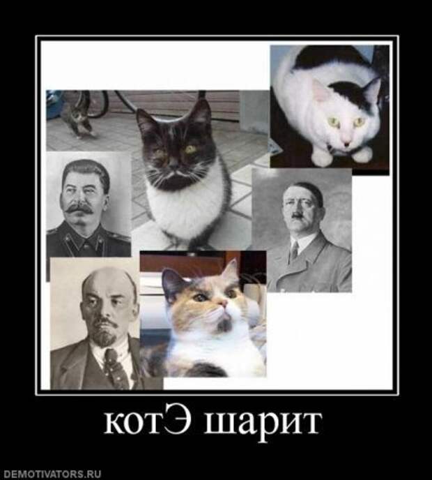 Демотиваторы про котэ