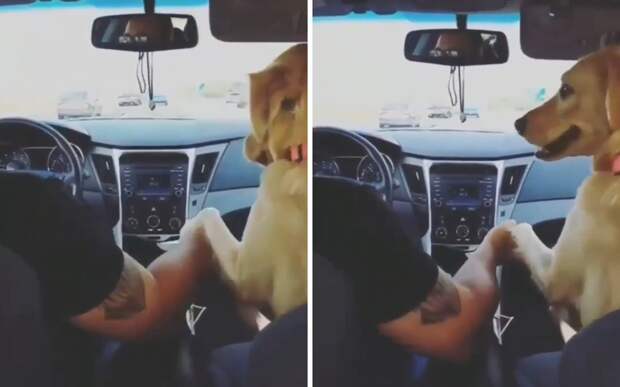 «Держи меня»: пес взял хозяина за руку, чтобы не бояться поездки на машине