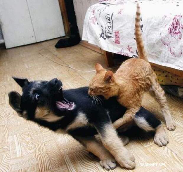Собачьи неудачи - Кот атакует щенка 