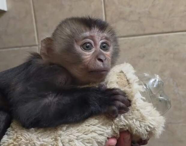 Судьбу макаки-сироты Панча повторил вандеру из Ленинградского зоопарка