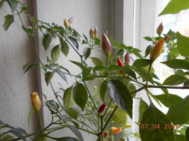 Перец Numex twilight chili