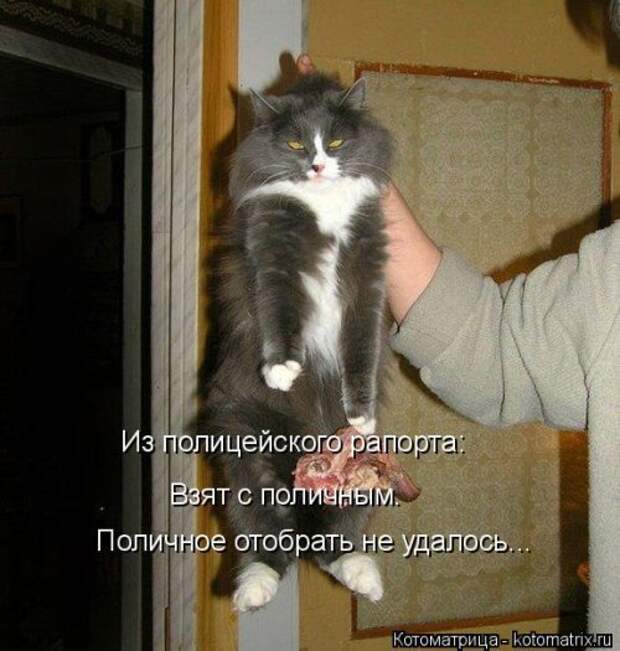 Свежая котоматрица на Бугаге (25 фото)