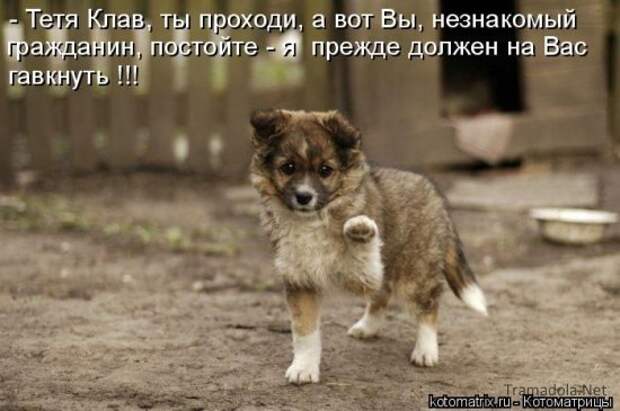 Котоматрица 18