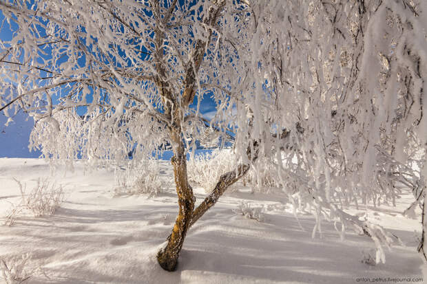 Сказка Алтайской зимы