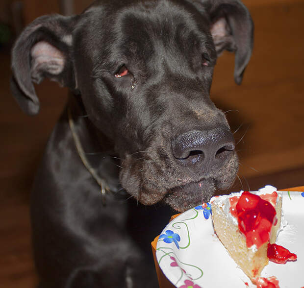 Собака и тортик