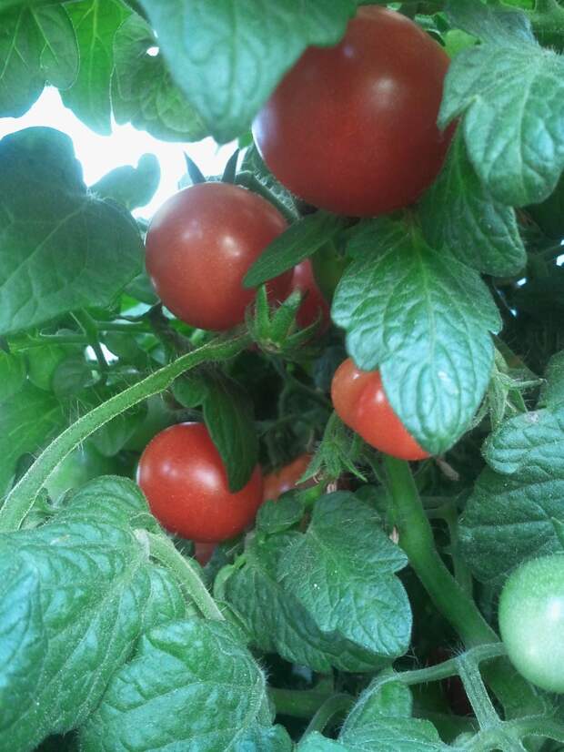 Мой балконный огород своими руками, сделай сам