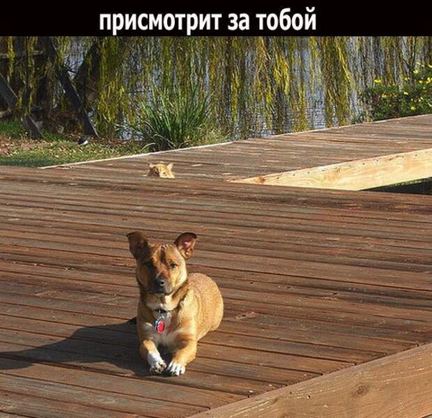 Если друг оказался вдруг (19 фото)