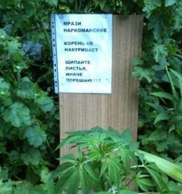 забавные объявления из народа