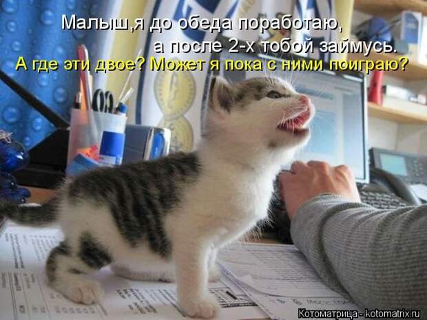 Лучшие котоматрицы недели (50 фото)