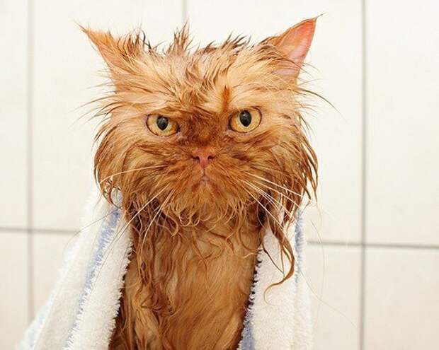 Жестокие фото котов после принятия ими водных процедур вода, животные, коты