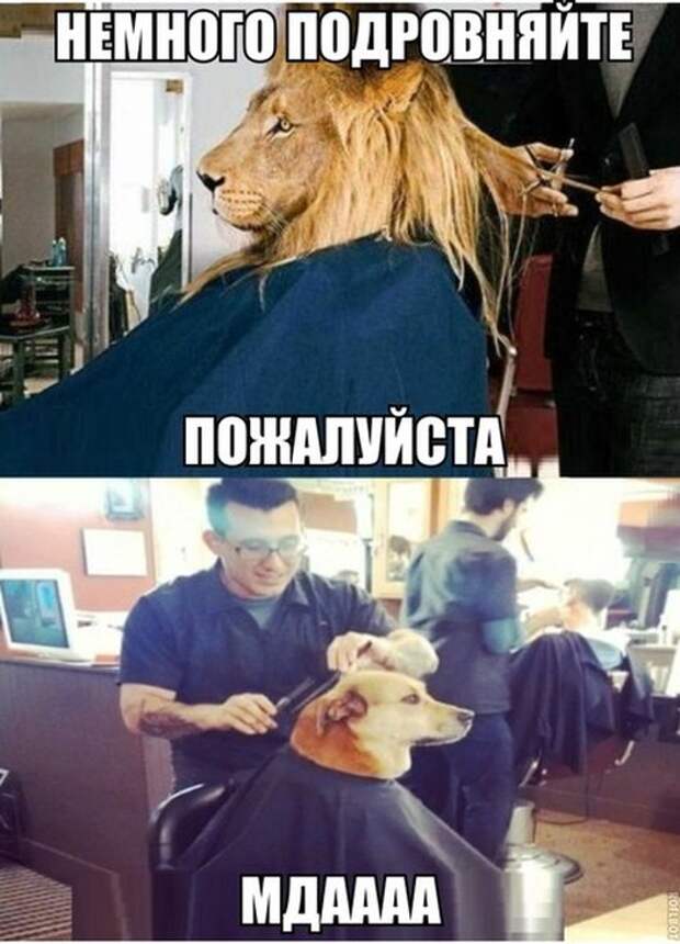 Картинки со смешными подписями картинки, прикол, юмор
