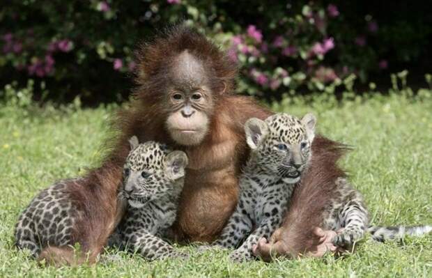 InterspeciesFriends16 InterspeciesFriends16 Самые трогательные примеры дружбы среди животных