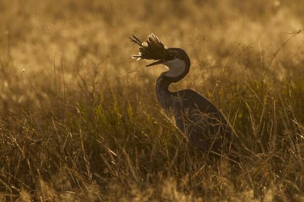 wildlife