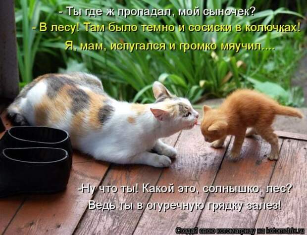 Лучшие котоматрицы недели