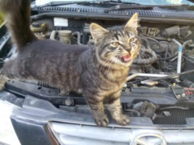 Во Владивостоке водитель нашел под капотом котенка