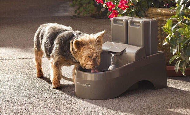 OUTDOOR-DOG-FOUNTAIN