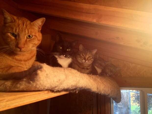 Коты и кошки (28 фото)