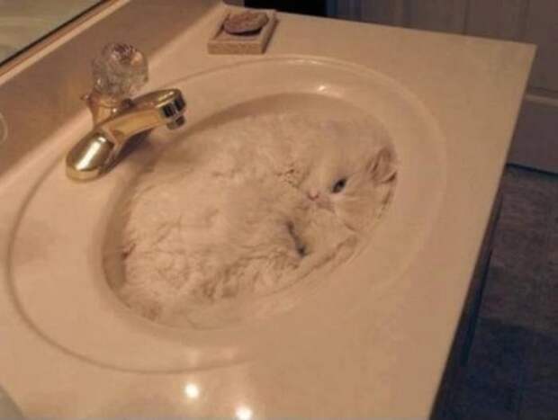 Коты в неожиданных местах Коты в неожиданных местах коты, места, неожиданные
