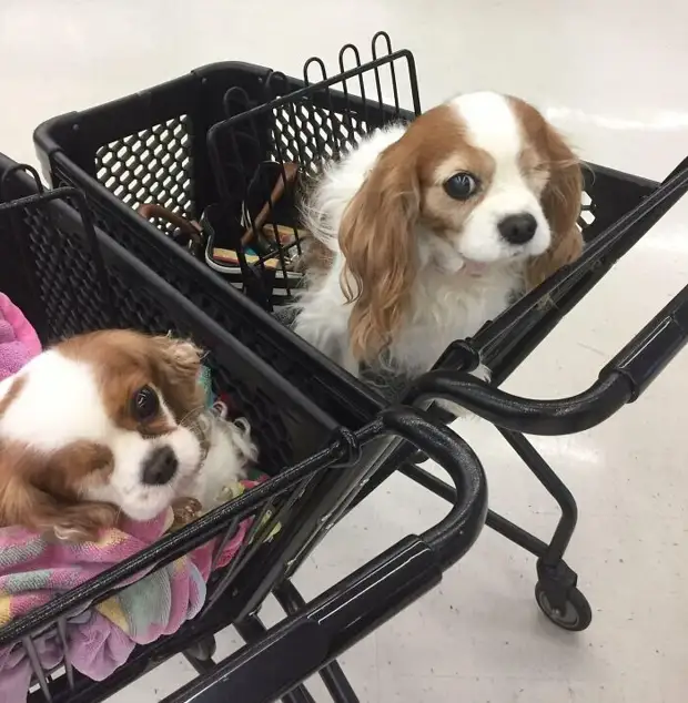 ���� � ������� ��� �������� ���������� � ���� ��������