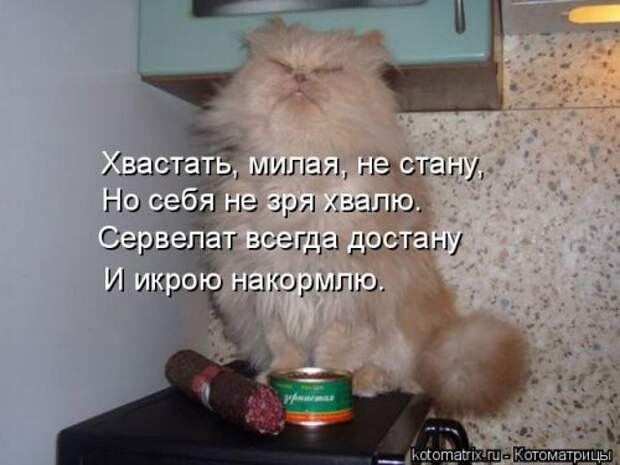 Новая котоматрица для хорошего настроения (35 фото)
