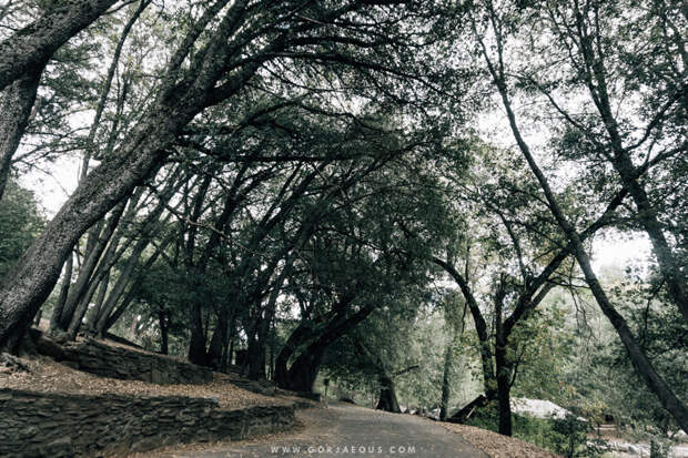 Palomar Mountain State Park-11.jpg