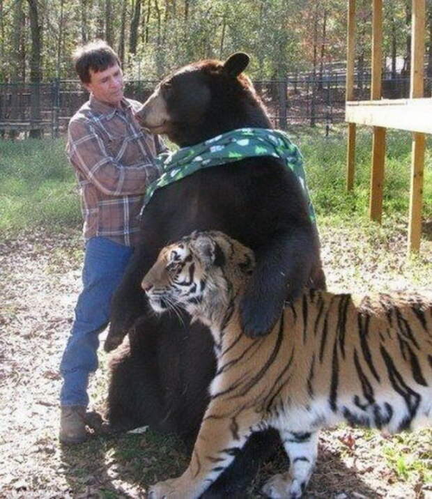 Смешные медведи