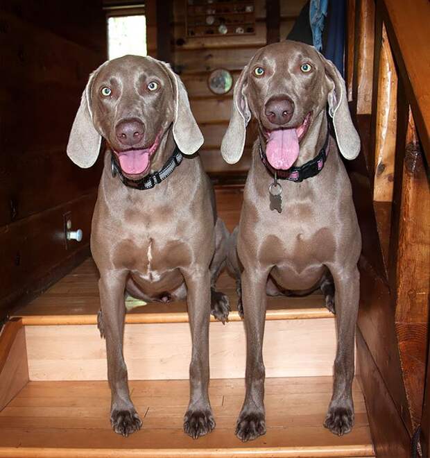 животные близнецы собаки на лестнице