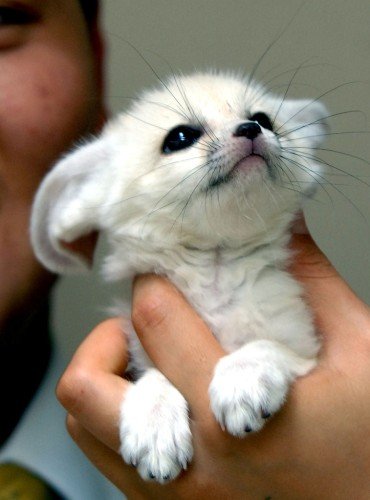 Детеныш фенека. Фото / fennec fox photo 