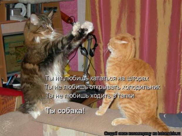 Лучшая котоматрица недели (32 фото)