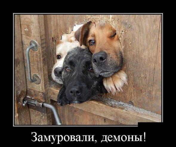 Подборка классных демотиваторов № 138