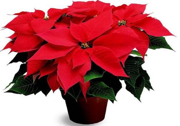 http://flowertimes.ru/wp-content/uploads/2013/09/puansettia.jpg