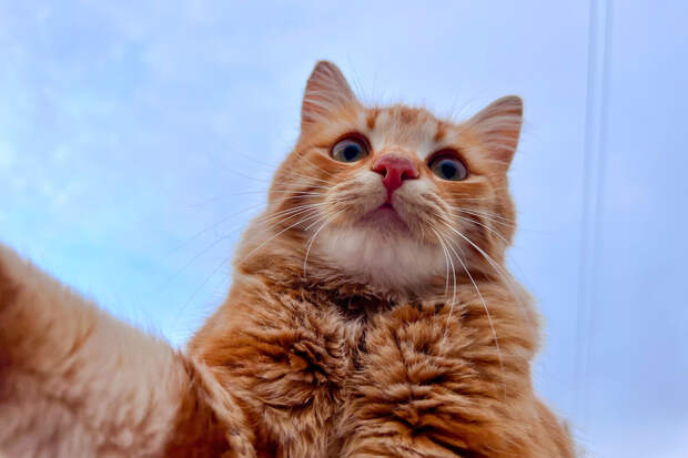 В Подмосковье кошки устроили пожар в квартире