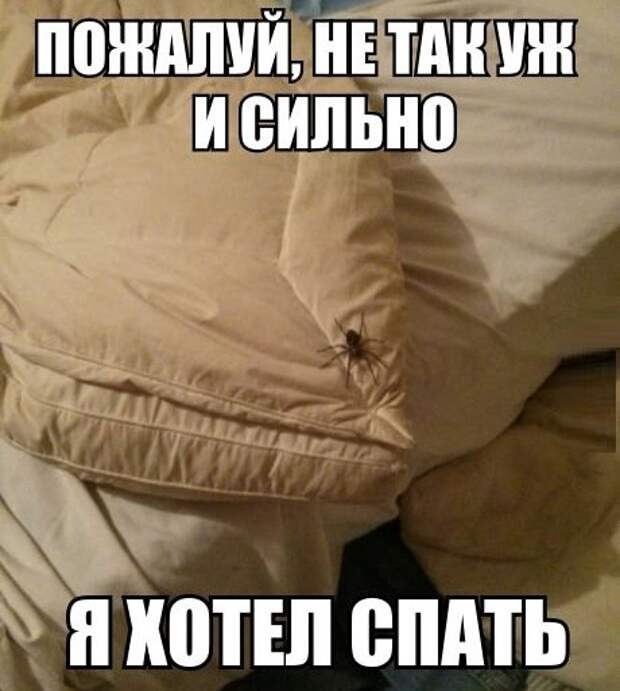 Смешные картинки с подписями  картинки, прикол, юмор
