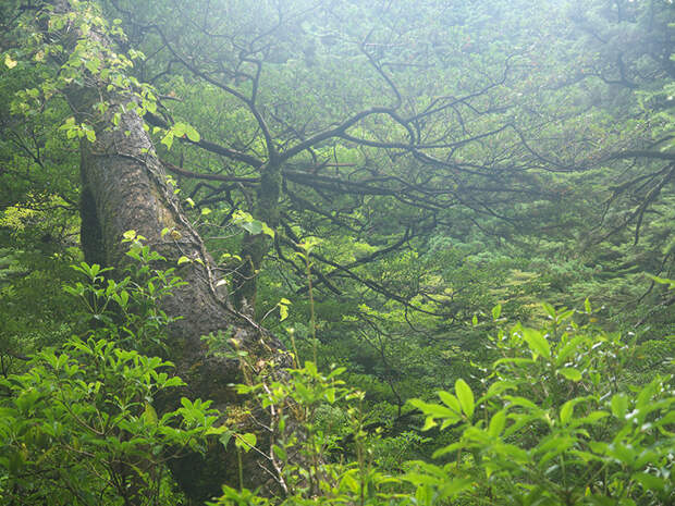 Япония, Якусима, остров, якушима, yakushima, лес, yakusugi land, кедр, мох, чаща, поход, зеленый, дерево,