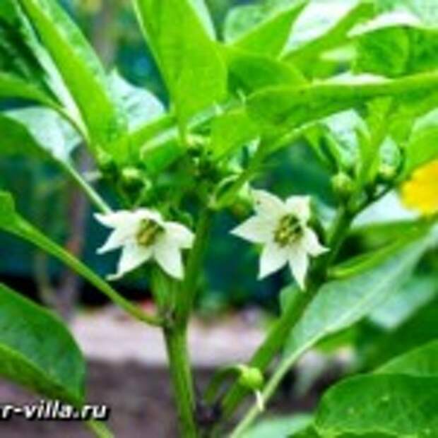 цветущий перец
