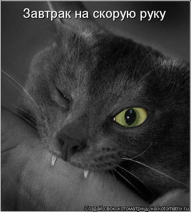 Лучшие котоматрицы недели (50 фото) Лучшие котоматрицы недели (50 фото)