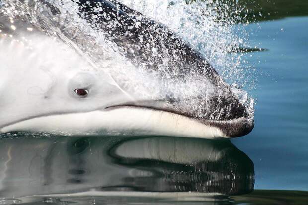 Тихоокеанский белобокий дельфин дельфины, животные