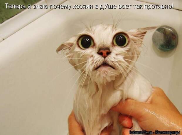 Лучшие котоматрицы недели
