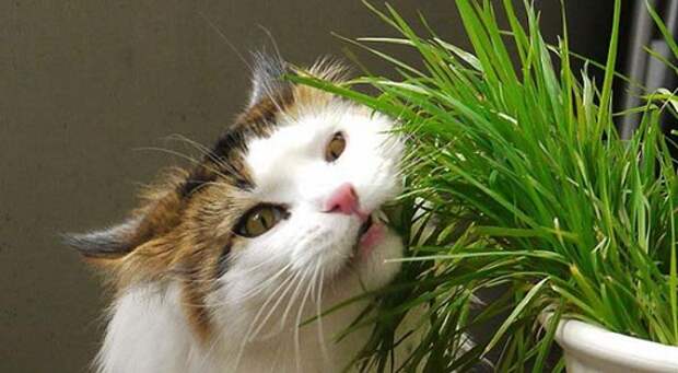 1426458340_grass-for-cats